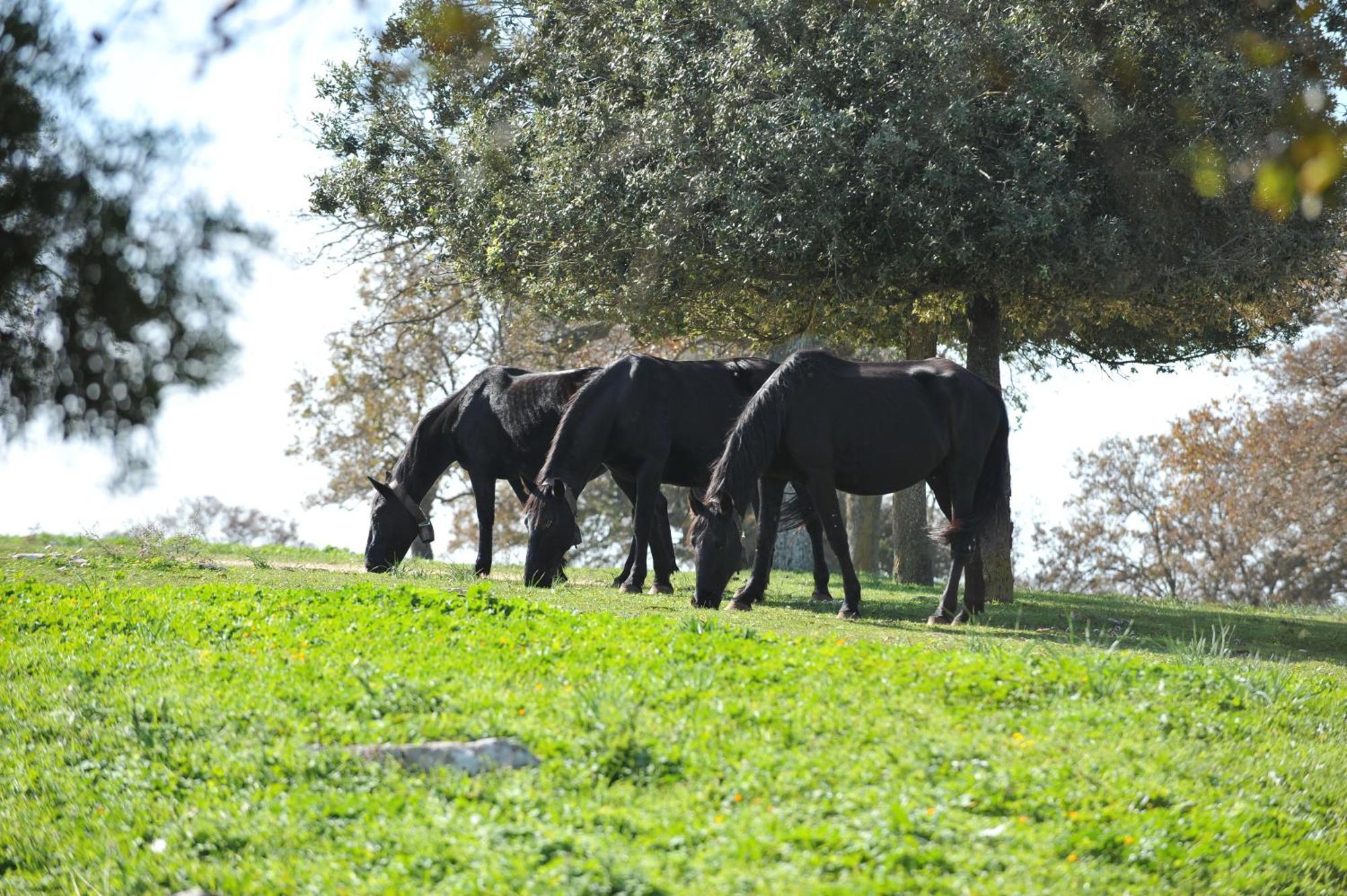 Séjour à la campagne Masseria Tagliente Martina Franca